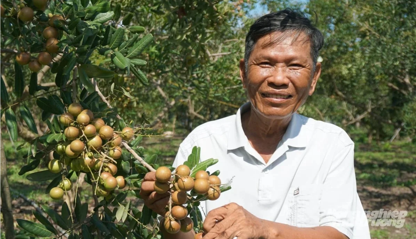 HCMC allows rice land conversion to perennial crops